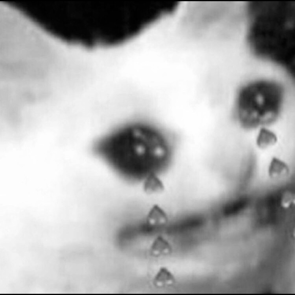 Meet your Posher, Kat